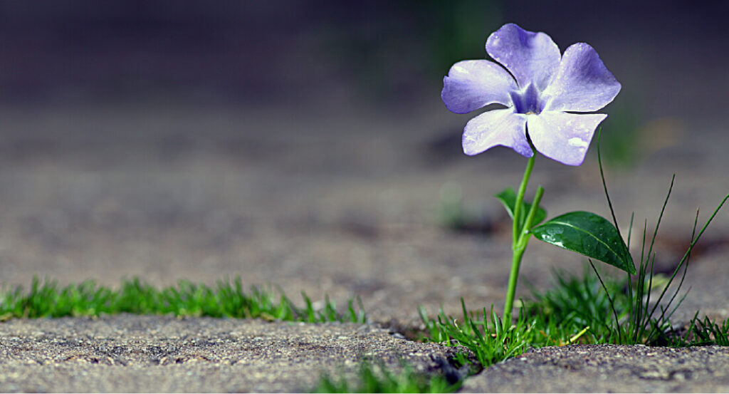 a flower