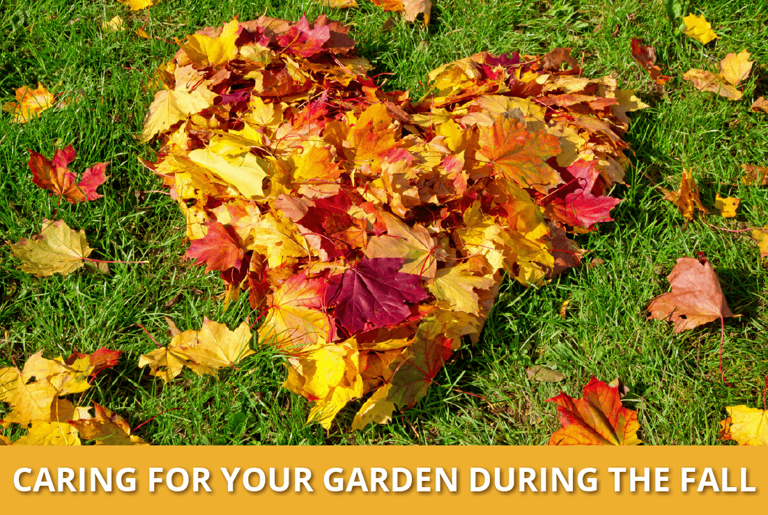 Fall leaves in a pile in the shape of a heart